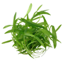 1-2-Grow - Helanthium bolivianum ´Quadricostatus´