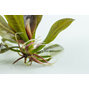 1-2-Grow - Echinodorus ´Reni´