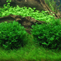 1-2-Grow - Monosolenium tenerum