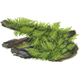 1-2-Grow - Vesicularia montagnei ´Christmas´