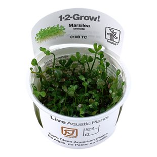 1-2-Grow - Marsilea crenata