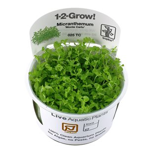 1-2-Grow - Micranthemum Tweediei ´Monte Carlo´