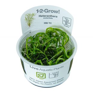 1-2-Grow - Heteranthera zosterifolia