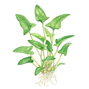 Anubias gracilis Kruka