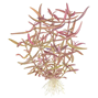 1-2-Grow - Hygrophila Lancea ´Araguaia´