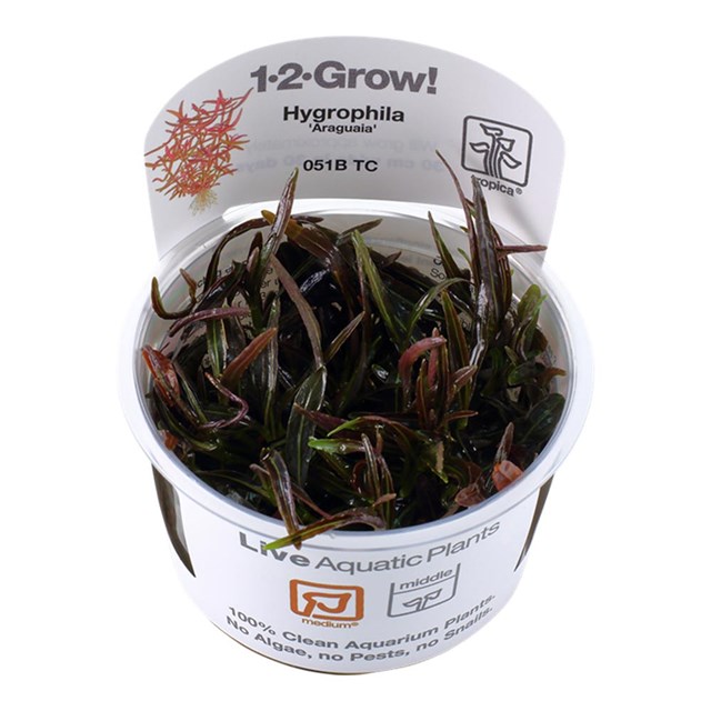1-2-Grow - Hygrophila Lancea ´Araguaia´