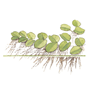 1-2-Grow - Salvinia auriculata - Flytväxt