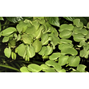 1-2-Grow - Salvinia auriculata - Flytväxt