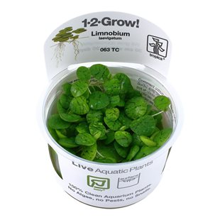 1-2-Grow - Limnobium laevigatum - Flytväxt
