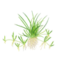 1-2-Grow - Littorella uniflora