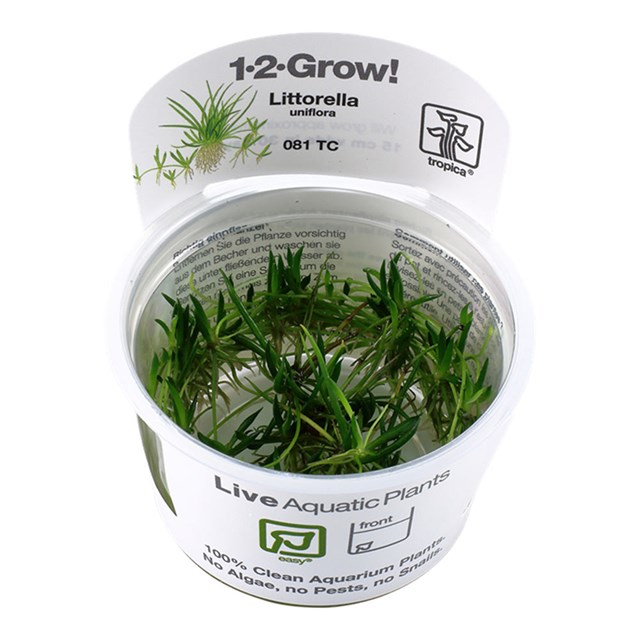 1-2-Grow - Littorella uniflora
