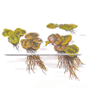 1-2-Grow - Phyllanthus fluitans - Flytväxt