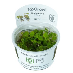 1-2-Grow - Phyllanthus fluitans - Flytväxt