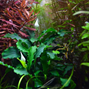 Bucephalandra pygmae ´Bukit Kelam´ Kruka
