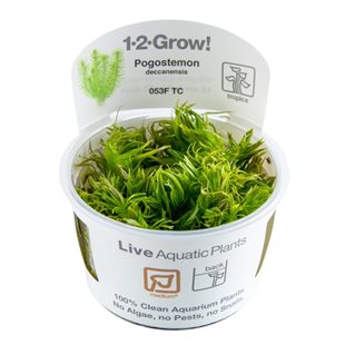 1-2-Grow - Pogostemon deccanensis