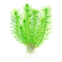 1-2-Grow - Pogostemon deccanensis