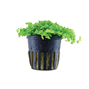 Micranthemum tweediei ´Monte carlo´ - Kruka