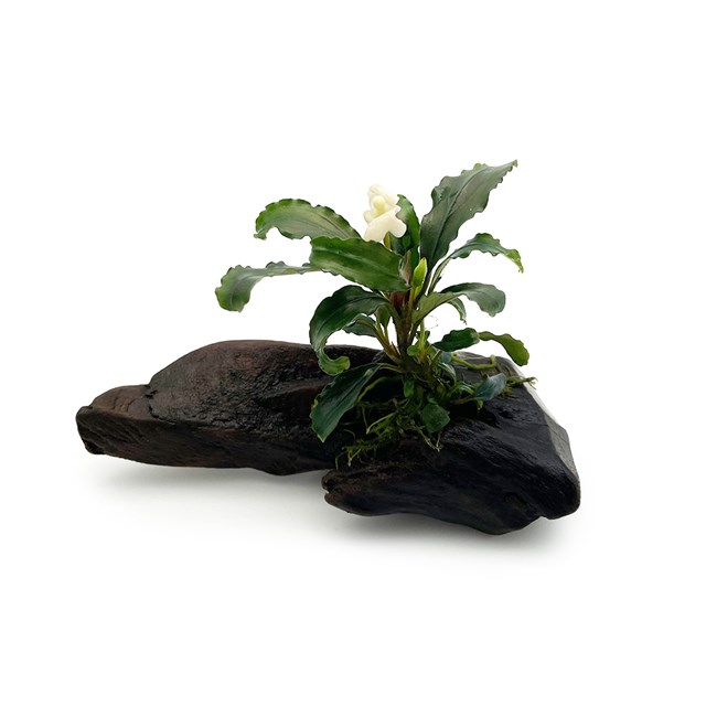 Bucephalandra theia green På trädrot - 11-15 cm