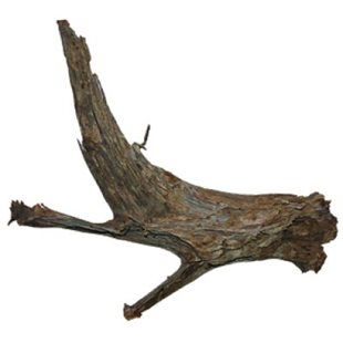 Mangroverot - Medium/Large - 30-40 cm