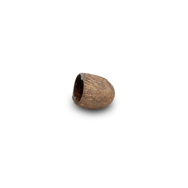 Palm Kapsel - 5-7 cm