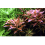 1-2-Grow Proserpinaca palustris ´Cuba´