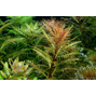 1-2-Grow Proserpinaca palustris ´Cuba´