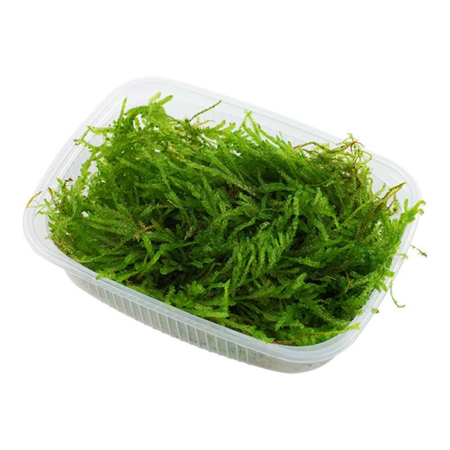 Vesicularia ferriei ´Weeping Moss´