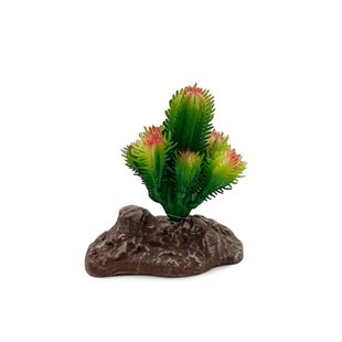 Reptile Nova Fairy Castle Cactus - 10 cm