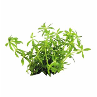 Easy Grow - Limnophila Vietnam Mini