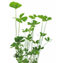 Easy Grow - Marsilea Crenata