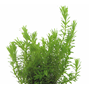 Easy Grow - Rotala Wallichii