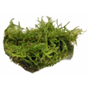 Easy Grow - Vesicularia Montagnei