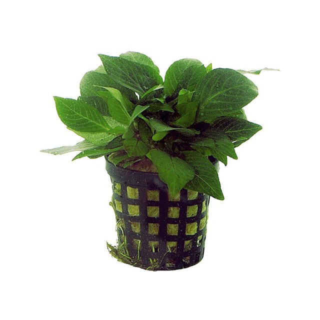 Nomaphila Siamensis Parvifolia kruka