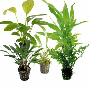 Växtmix 5 - Lättskötta Akvarieväxter - 5 st