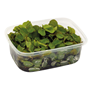 Salvinia Minima - Flytväxt