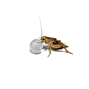 HabiStat - H2O Balls 500 g - Vattengel till insekter
