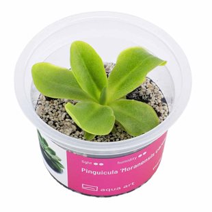 Pinguicula ´Moranensis carow´ - Köttätande Växt