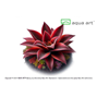 Pinguicula ´Red Starfish´ - Köttätande Växt