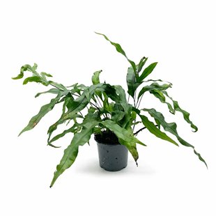 Microsorum diversifolium - Moderplanta - Terrarieväxt