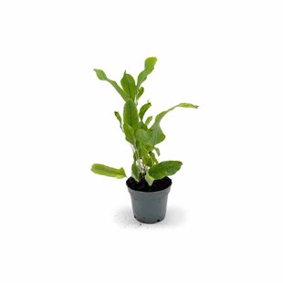 Phlebodium aureum ´Blue Star´ - Terrarieväxt