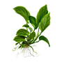 Anubias barteri caladiifolia Tropica