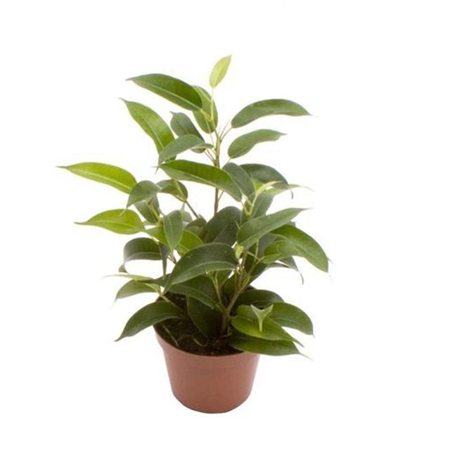Ficus Benjamina - Terrarieväxt