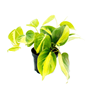 Philodendron ´Scandens Brazil´ - Terrarieväxt