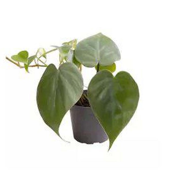 Philodendron Scandens - Terrarieväxt