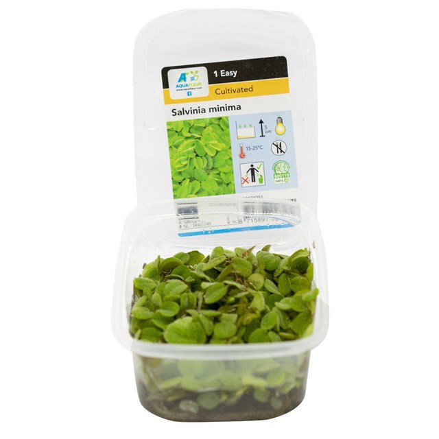 Salvinia Minima - Flytväxt