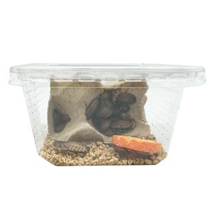 Levande Dubia Kackerlackor - Small - 20 st