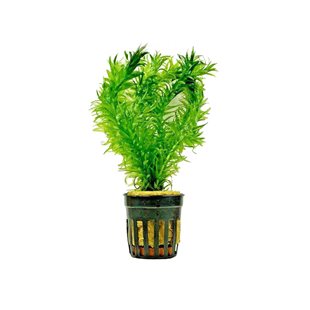 Egeria Densa kruka