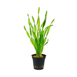Vallisneria Asiatica kruka