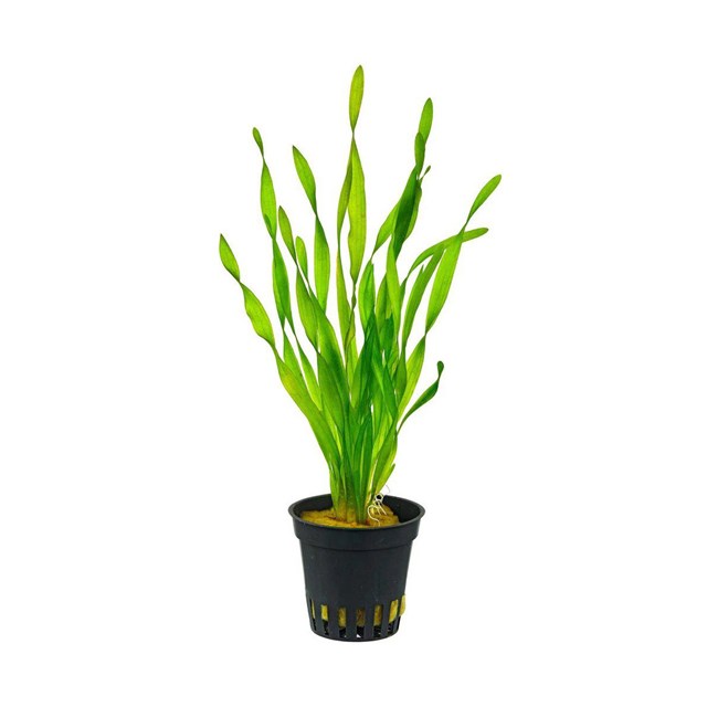 Vallisneria Asiatica kruka