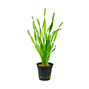 Vallisneria Asiatica kruka